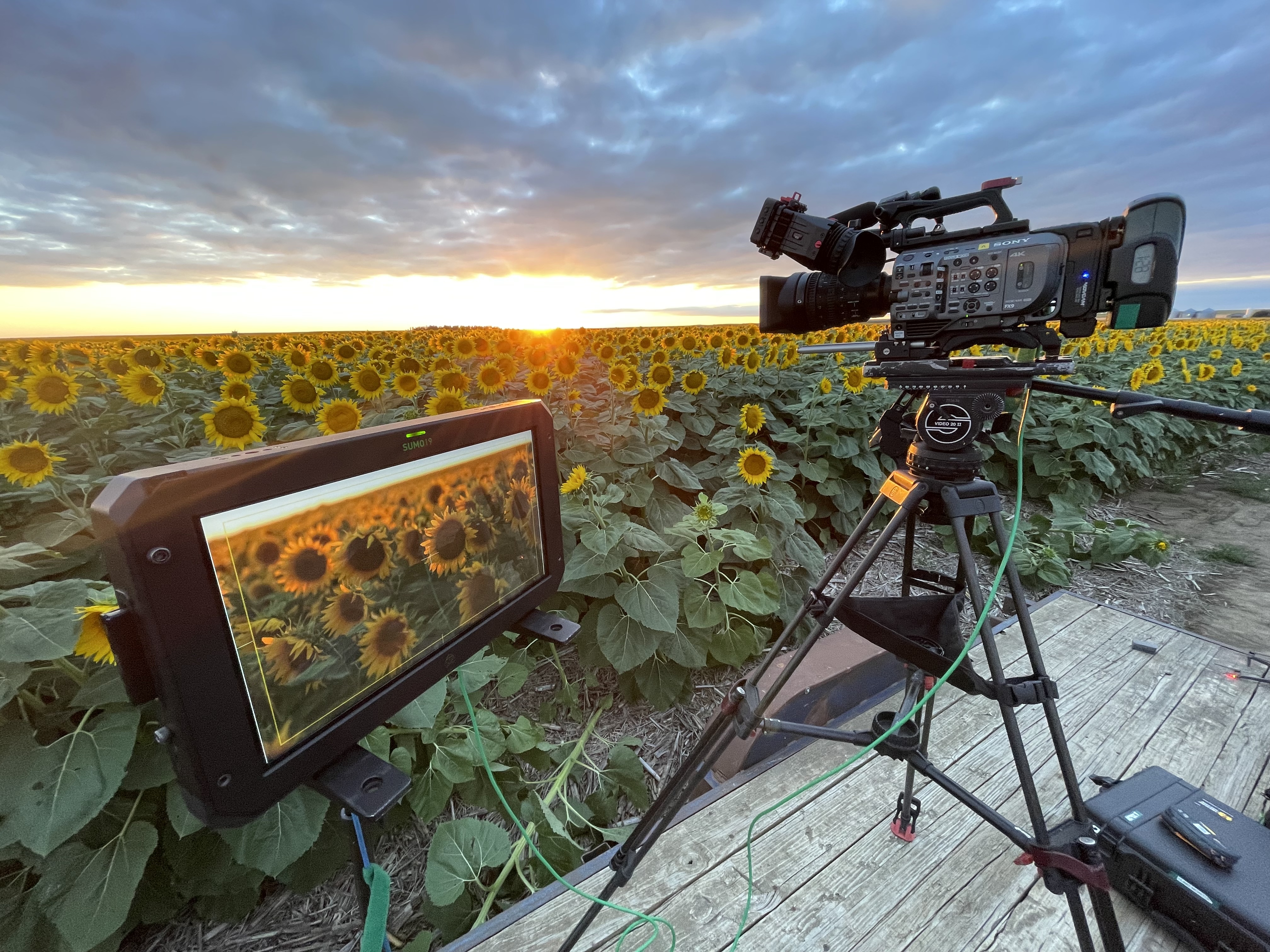 Camera crew filming in a sunflower field at sunrise for CBS News climate coverage
